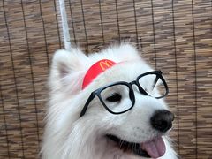 -星多哈·狗咖·拼豆·咖啡