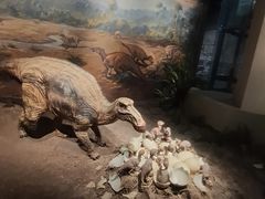 -自贡恐龙博物馆