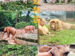 -广州动物园