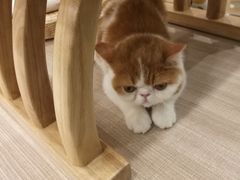 -飞行喵MR PILOT|猫舍·猫咖(静安大融城店)