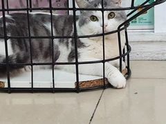 -瑞派动物医院·猫专科·至诚(江南中分院)