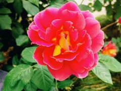 -莲花池公园