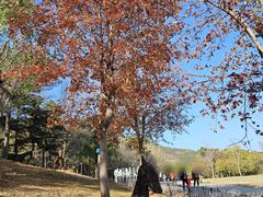 -北京西山国家森林公园