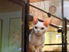 -藦茜花园宠物主题亲子互动体验馆(国顺东路店)