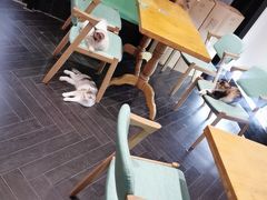 -猫色咖啡·猫咖