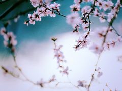 -桃花堤公园