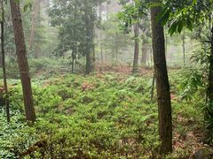 -铁山坪森林公园