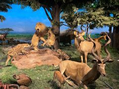 -国家自然博物馆