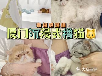厦门沉浸式撸猫幸福感爆棚 去了就不想走！