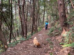 -铁山坪森林公园