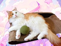 -纳吉亚猫专科动物诊疗中心(蒋宅口分院)