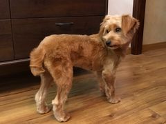 -PETKIT 小佩宠物·低压洗护·美容·寄养(安远店)