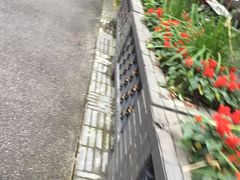 -泡桐树街