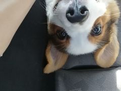 -爱宠屋pet shop·宠物洗澡·宠物美容