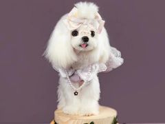 -萌宠之家·腊肠犬·马尔泰·小体犬舍
