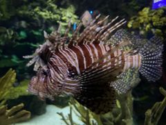 -瑞普利水族馆