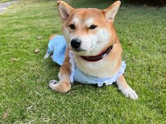 -伟伟宠物医院·CT影像中心·瑞派犬猫综合性门诊(汉口总院)
