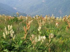 -白草畔自然风景区