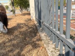 -阿捡忭京炸鸡(长沙韭菜园总店)