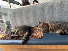 -伟伟宠物医院·瑞派猫友好医院·猫科(光谷店)