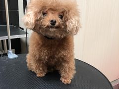 -小尾巴宠物店(万科·金域华庭店)