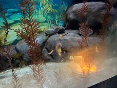 -上海海洋水族馆