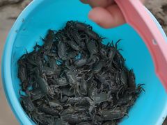 -南汇新城海滩