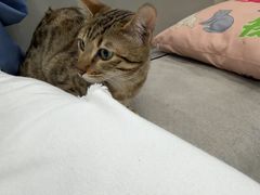 -安安宠医宠物医院·异宠·犬猫内科(岳阳分院)