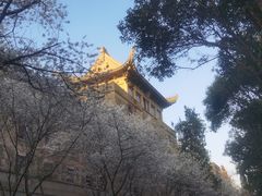 -武汉大学-樱园