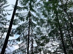 -峡谷浮石林景区