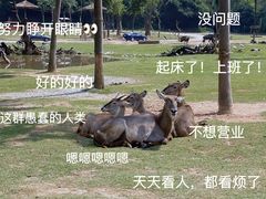 -广州长隆野生动物世界