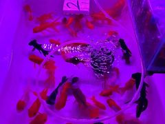 -双季花艺园艺市场(浦东店)