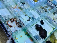 -山东柏宁水族批发广场