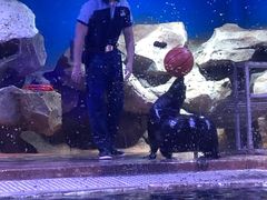 -芜湖新华联大白鲸海洋公园