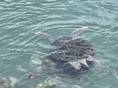 -广东惠东海龟国家级自然保护区
