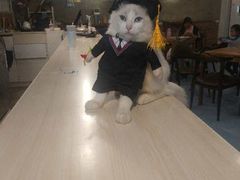 -猫色咖啡·猫咖