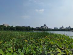 -莲花池公园