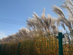 -羊亭河湿地公园