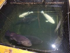 -蓝湾碧波·老字号·疍家非遗海上餐厅
