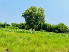 -良渚古城遗址公园