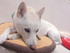 -柴务处·柴犬主题狗咖
