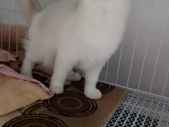 -Bastet sally猫舍购宠(静安店)
