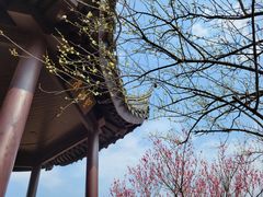 -香雪海