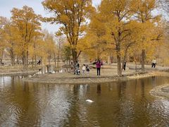 -金塔沙漠胡杨林景区