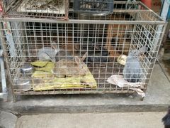 -桥西市场(环城西路)