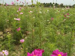 -金卉庄园