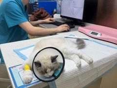-宠颐生宠物医院·异宠猫科内科·诊疗中心宠巢店