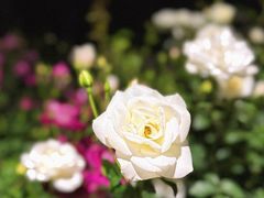 -人民公园(罗湖区)