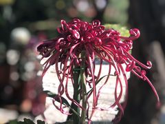 -国家植物园