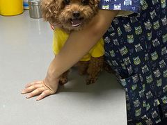 -爱侣宠医·鹦鹉专科·小型哺乳类·异宠专科(灵石路店)